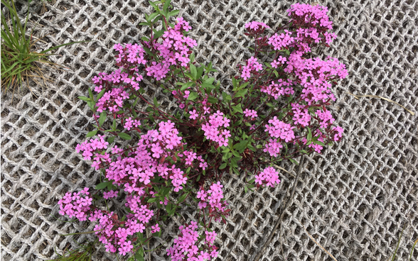 Uferbefestigung mit Vegetation